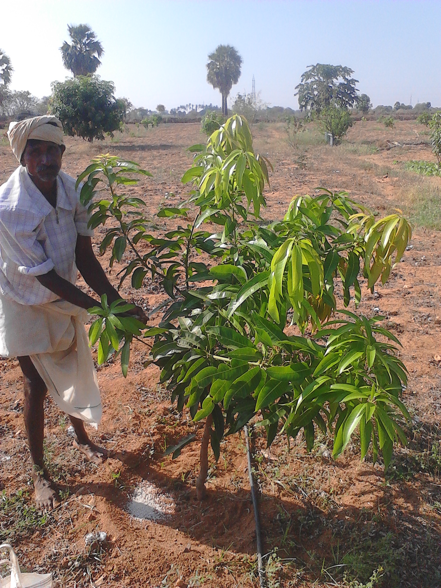 https://1ngo.sgp1.digitaloceanspaces.com/media/ards/Mango plantation Farmer land 1.jpg